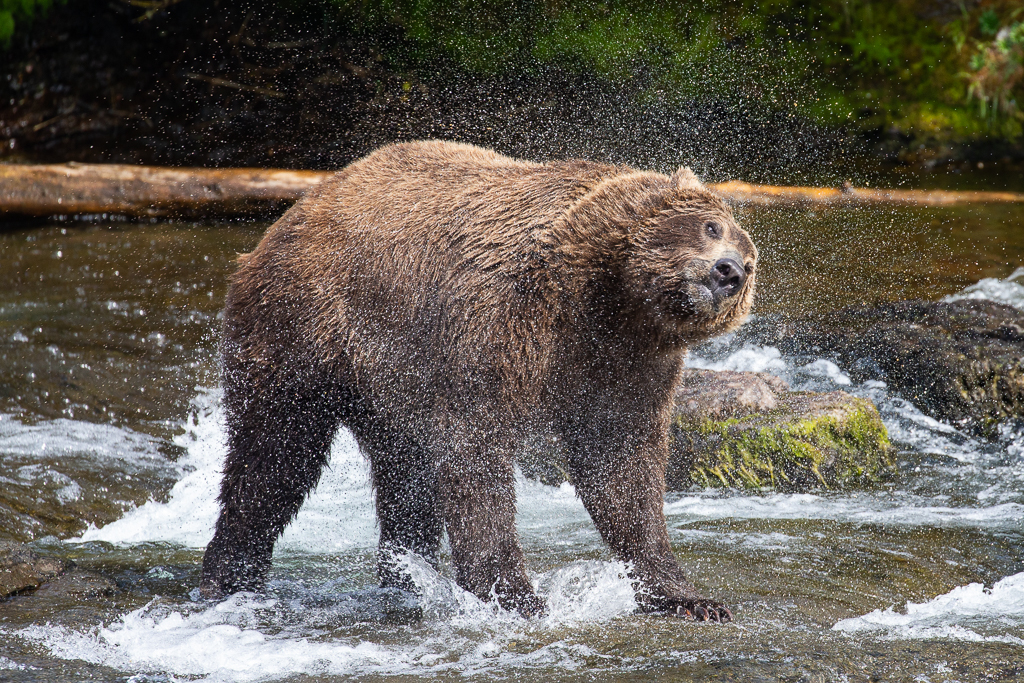 wildlife photography at Brooks Falls Alaska