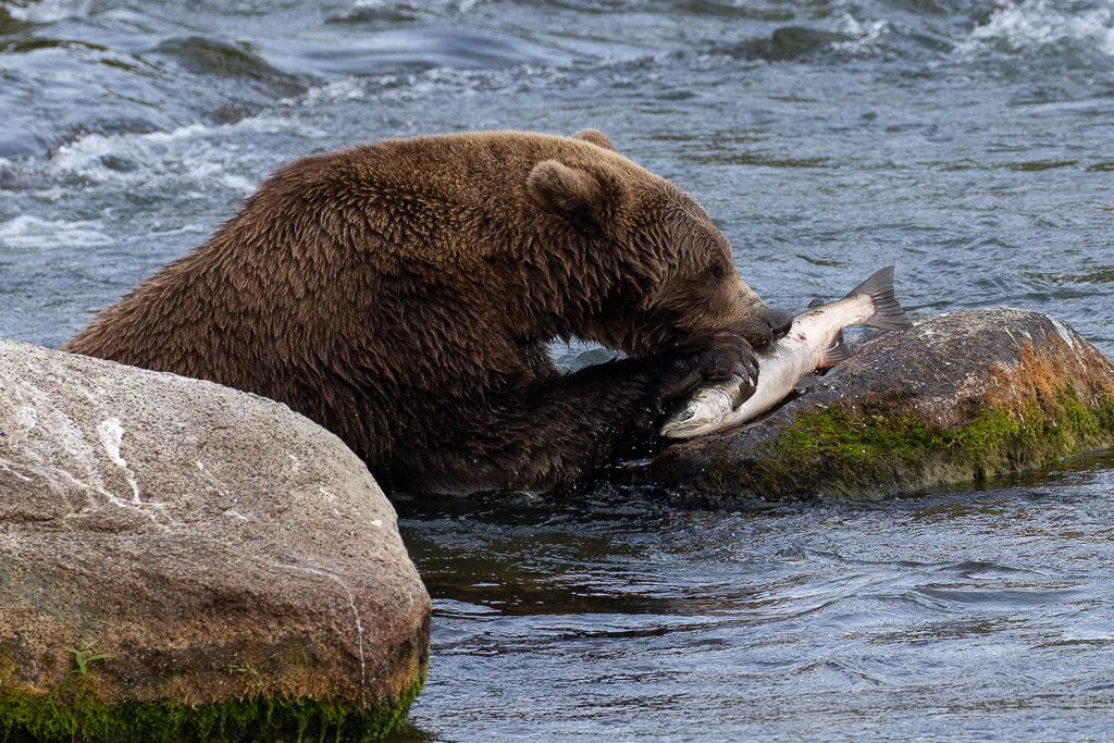 Bear Viewing Alaska at Brooks Falls