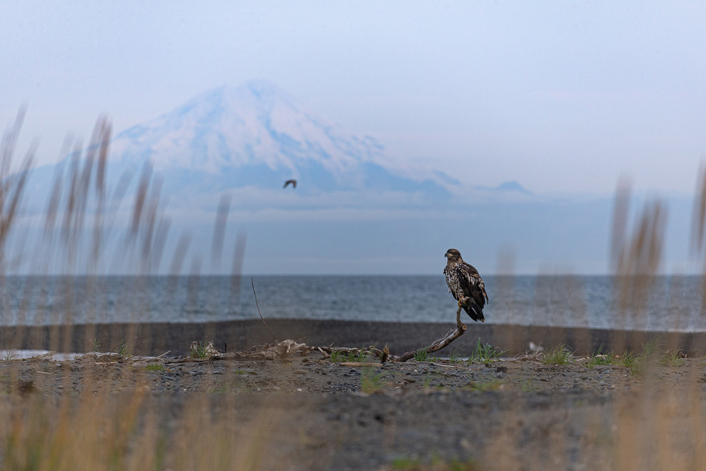 young bald eagle in kenai peninsula with a mountain in the background