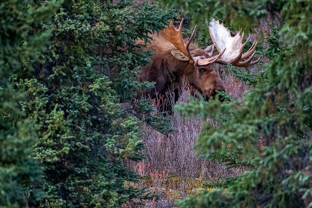 moose from denali national park