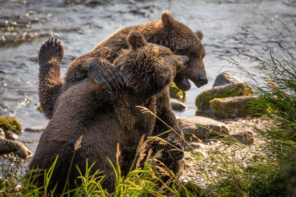 fighting bears in Katmai National Park Alaska Brooks Falls