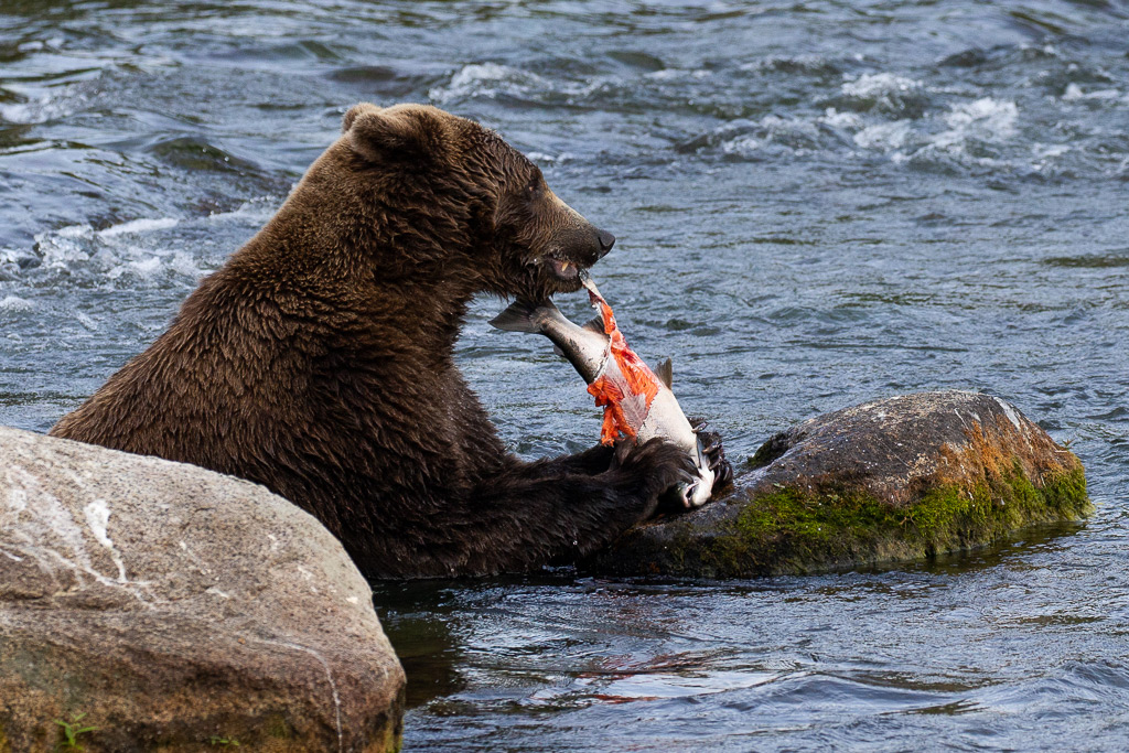 bear and salmon katmai alaska