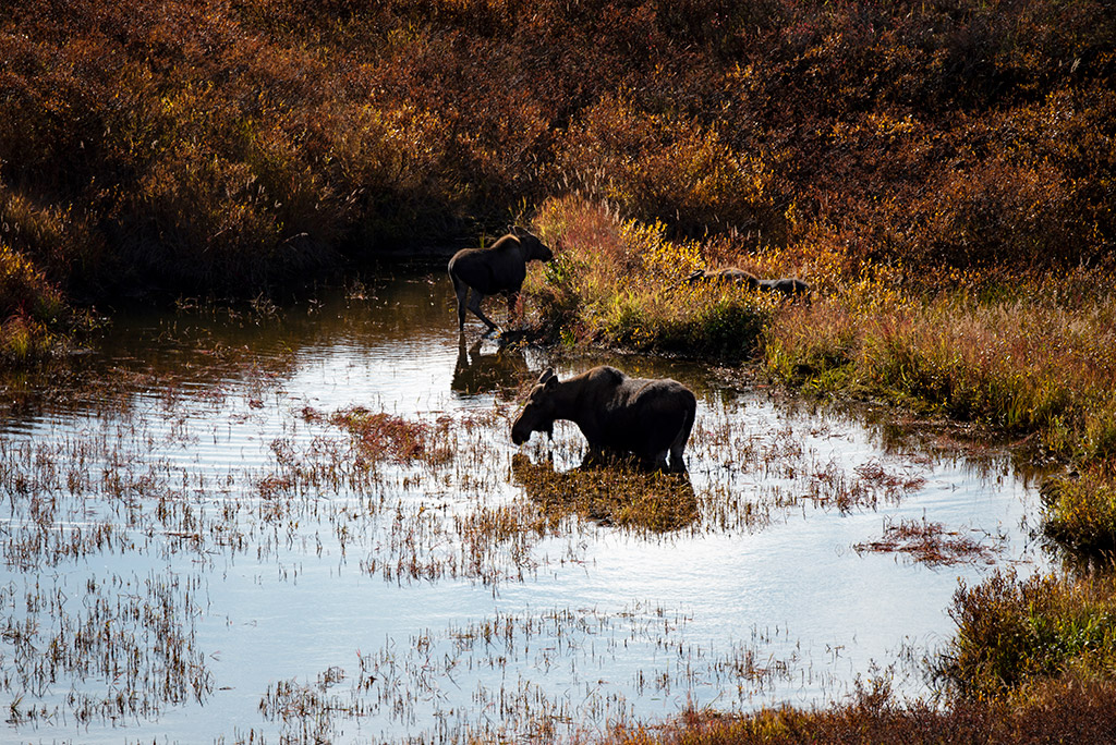 moose in the pond denali national park
