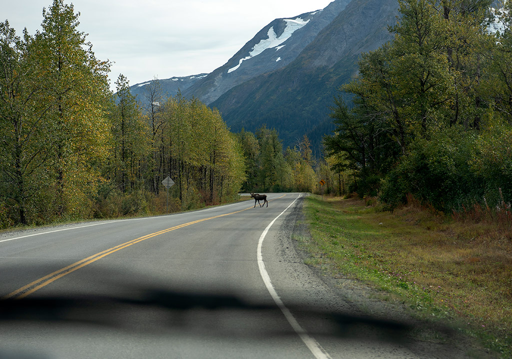 moose on the road kenai peninsula alaska