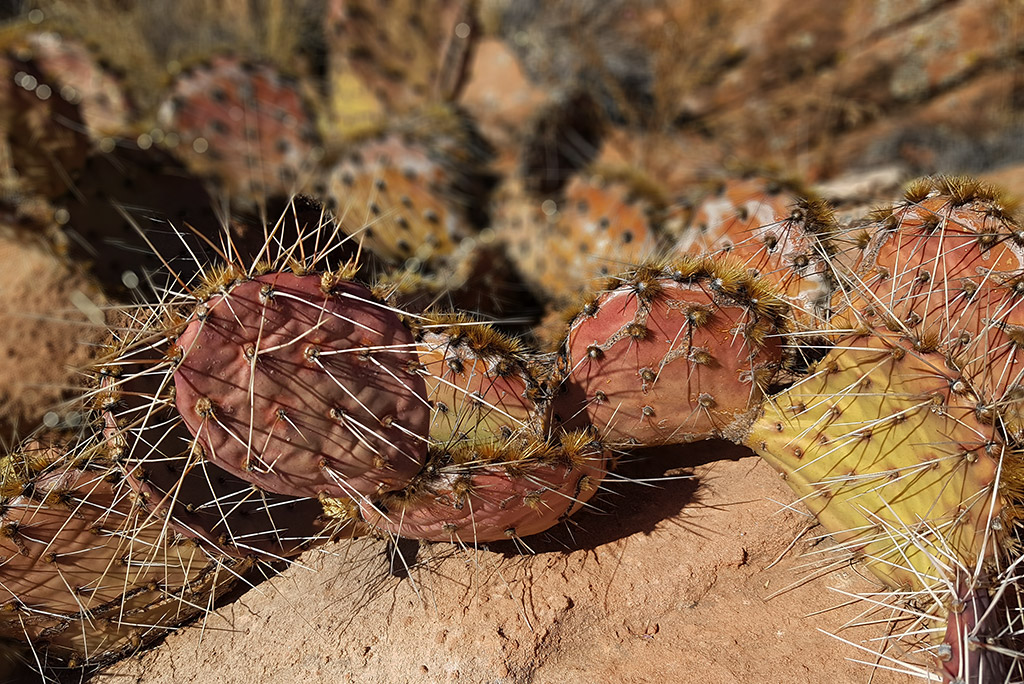 cacti and plants on Toroweap Overlook