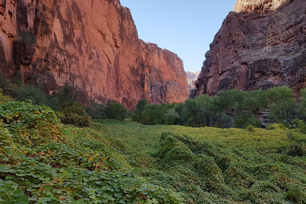 beaver falls hiking trail among oragnes rocks and greenery in Havasupai.