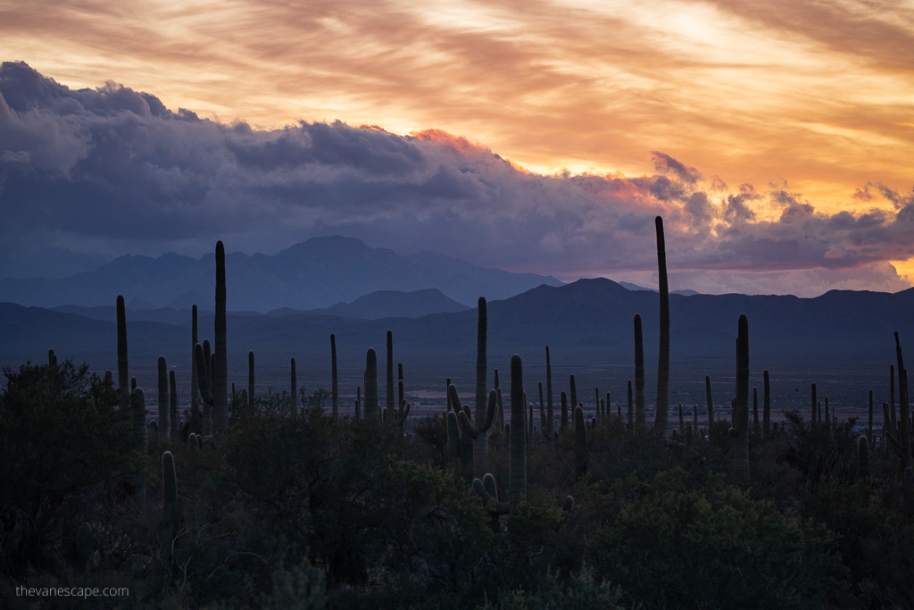 sunset in Saguaro National Park in Arizona.