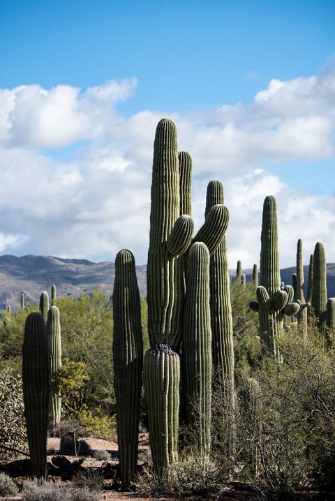 The Best Things To Do In Saguaro National Park - The Van Escape