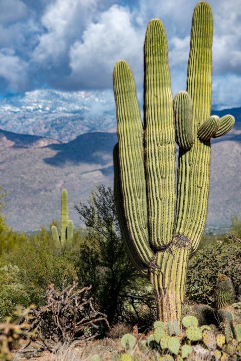 The Best Things To Do In Saguaro National Park - The Van Escape