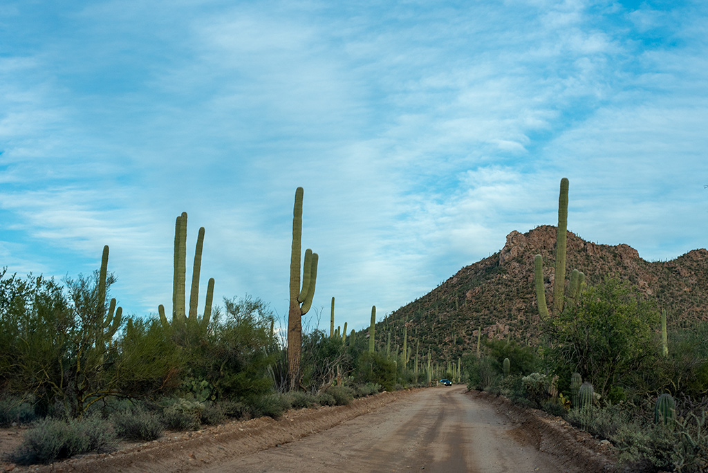 cacti forest in Saguaro National Park