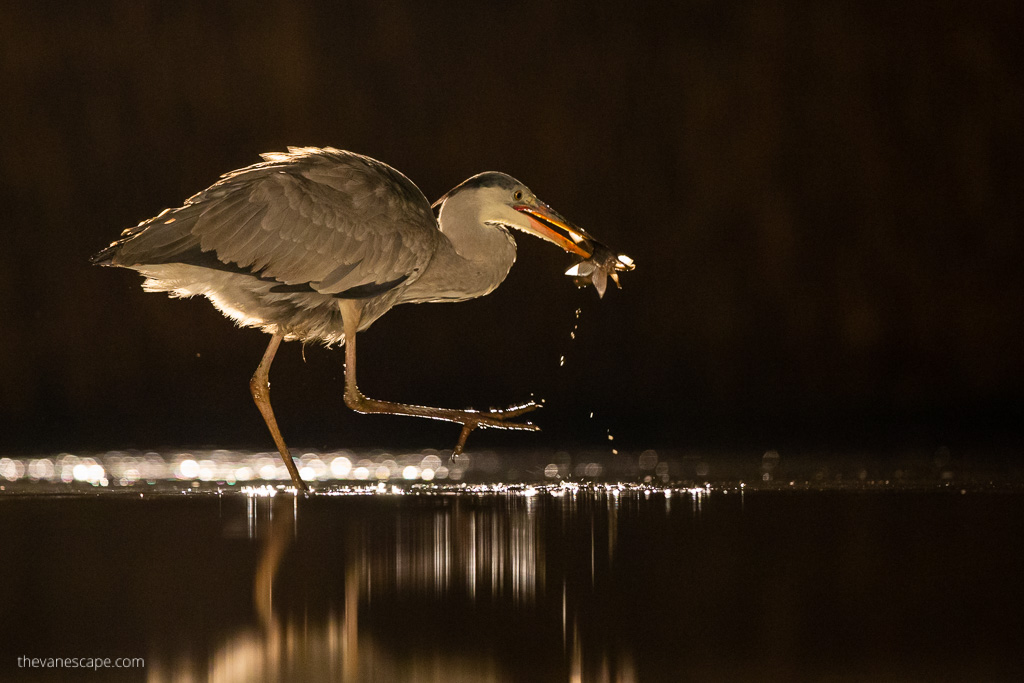 Blue Heron eating at night - wildlife photography guide