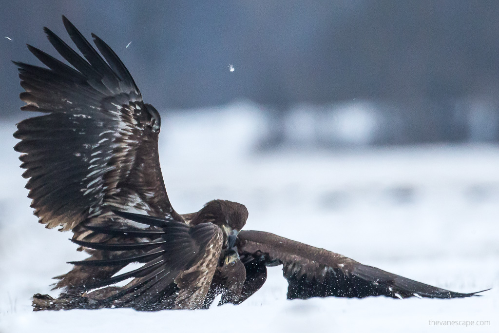 white tailed eagles on the snow.