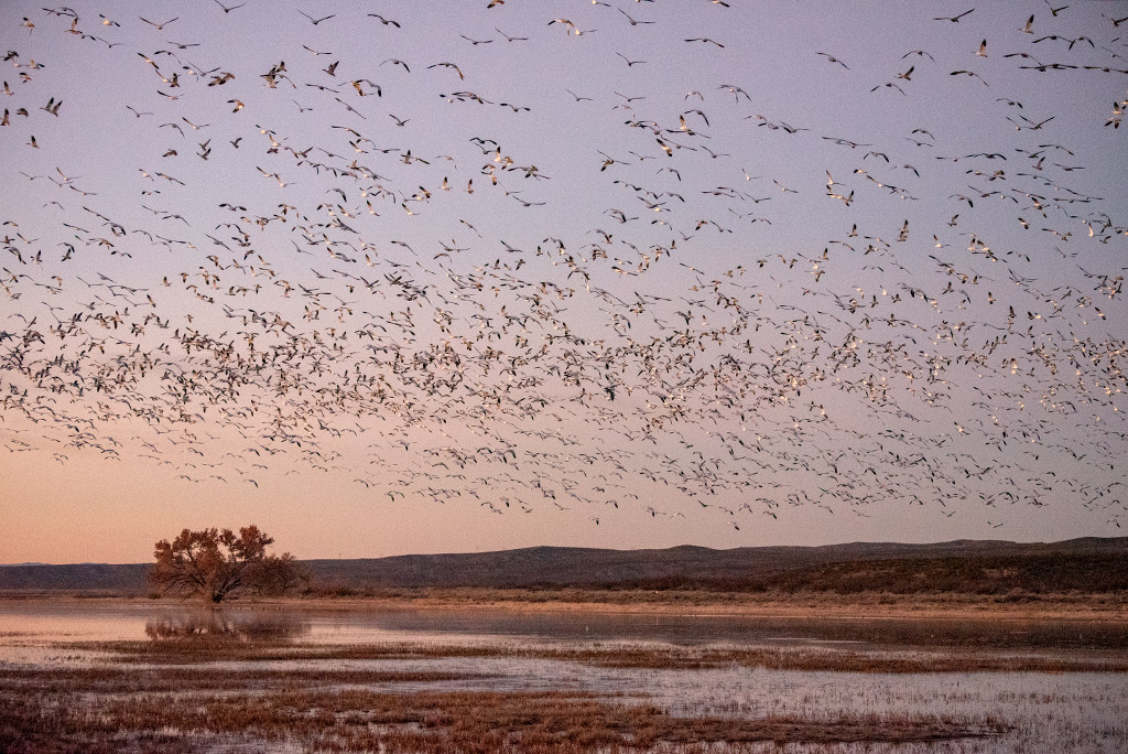 migrating cranes in Bosque del Apache Wildlife Refugee. 