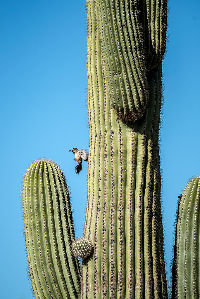 bird on the saguaro cacti. 
