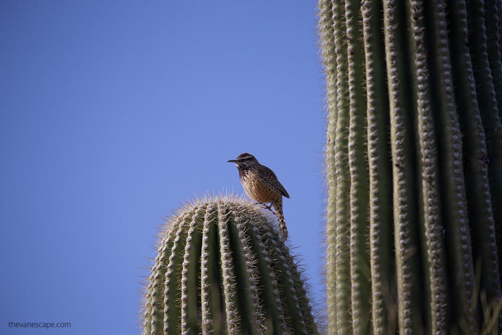 bird watching in Saguaro National Park