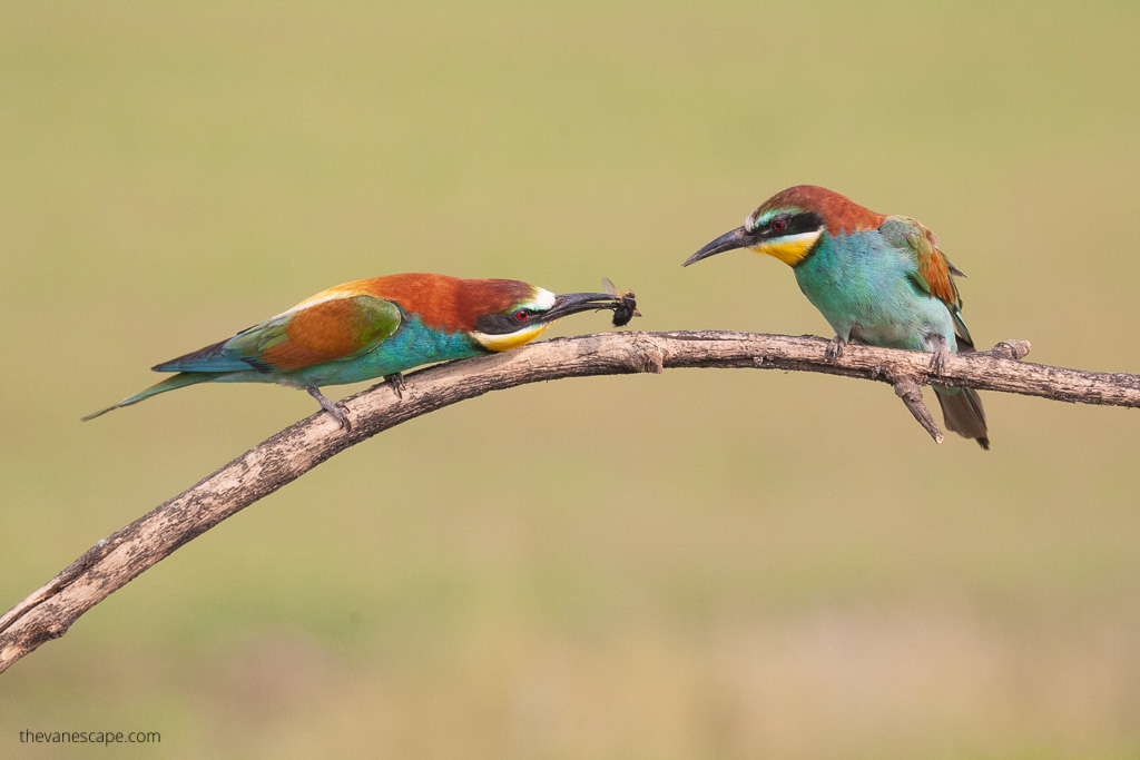 two beeeaters on a tree.