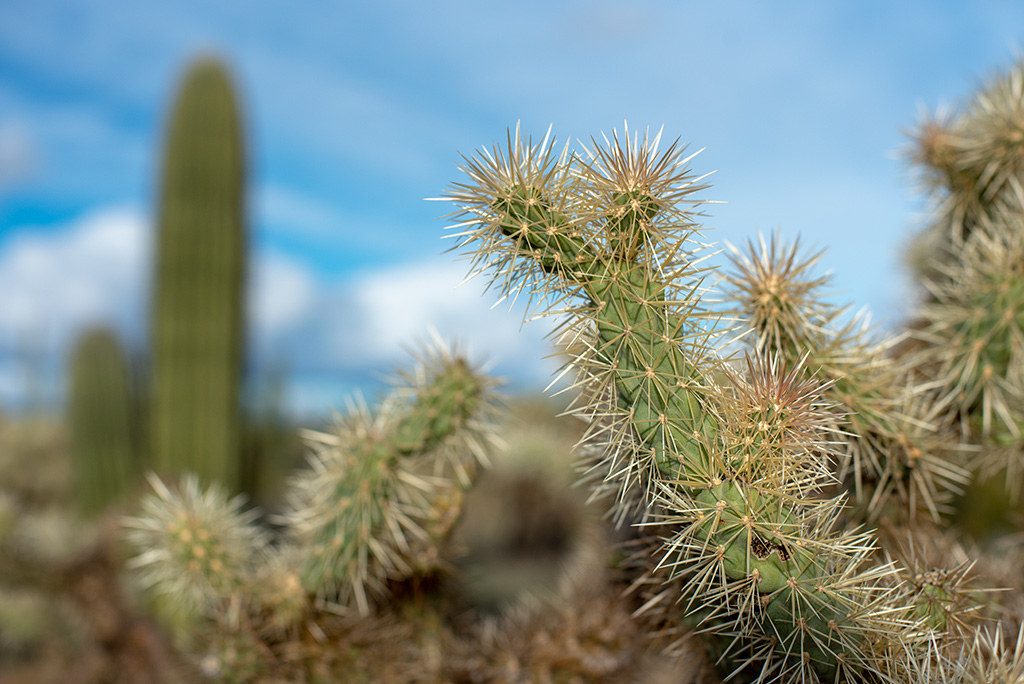 cacti in Saguaro National Park