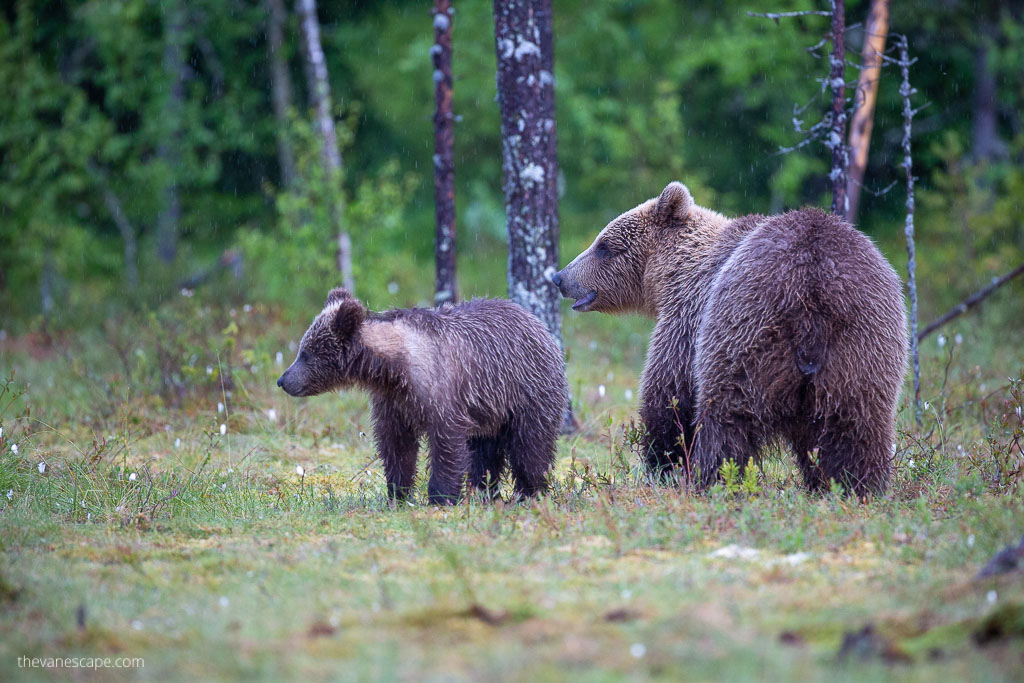 Eurasian Brown Bears: mama and her cub among trees in the forest - Wildlife Photography Guide