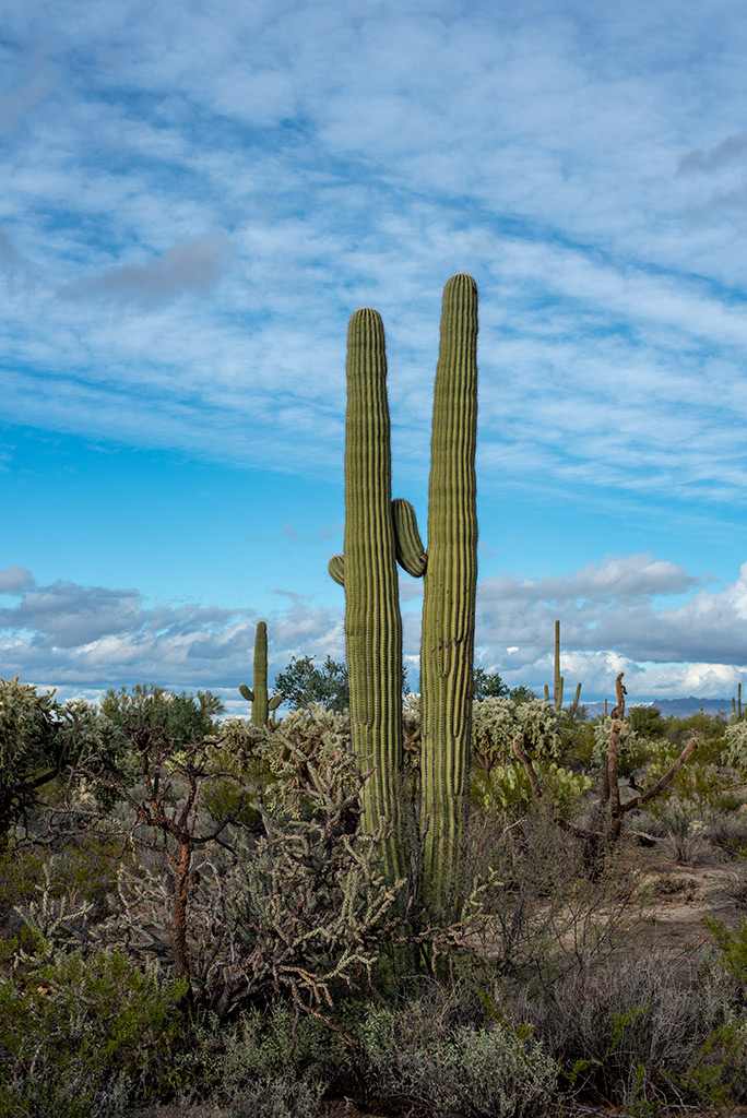 Silhouettes and shapes of tall saguaro cacti against the blue sky.