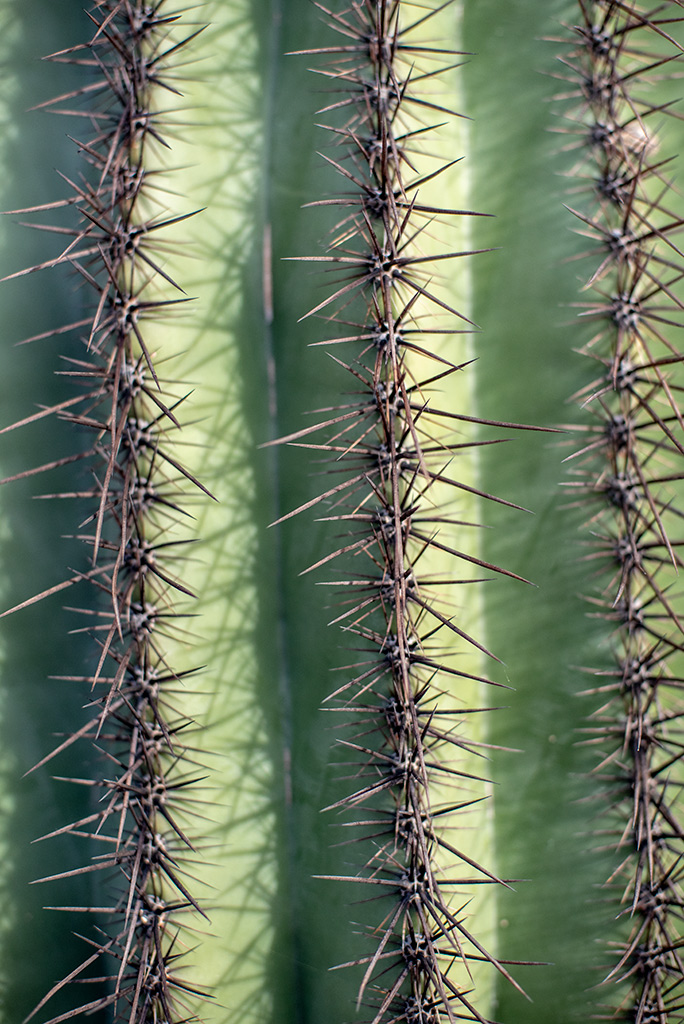 Close-up of saguaro cactus and its sharp spines.