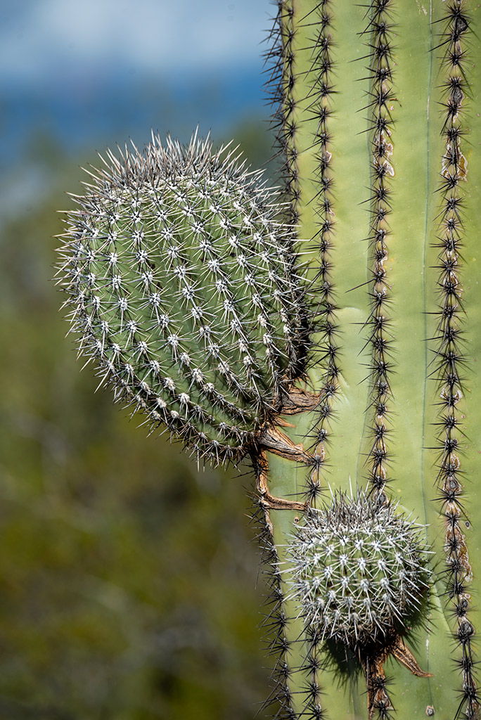 Close-up of saguaro cactus and its sharp spines.