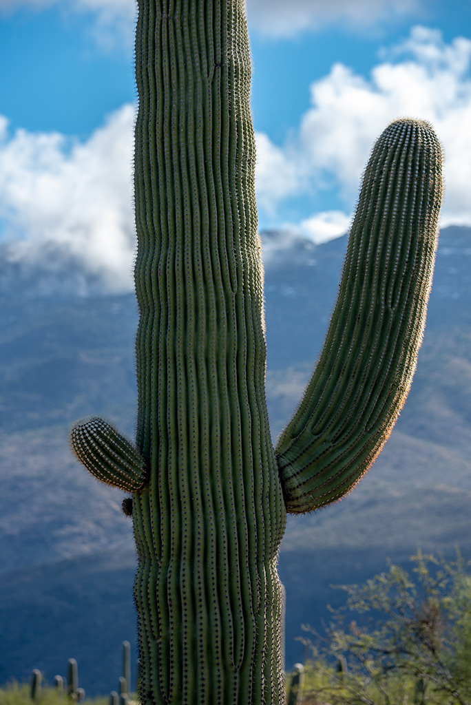 saguaro cacti.