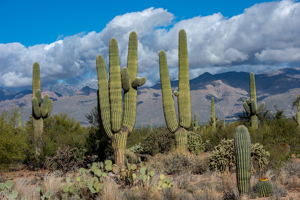 cacti in Saguaro National Park East