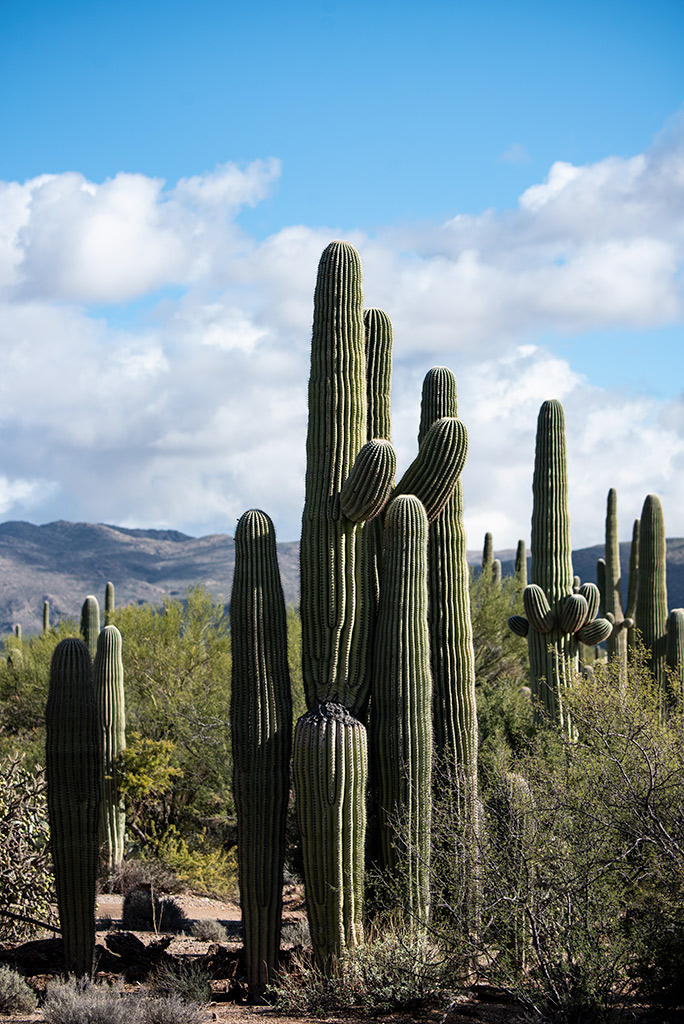 Silhouettes and shapes of tall saguaro cacti against the blue sky.