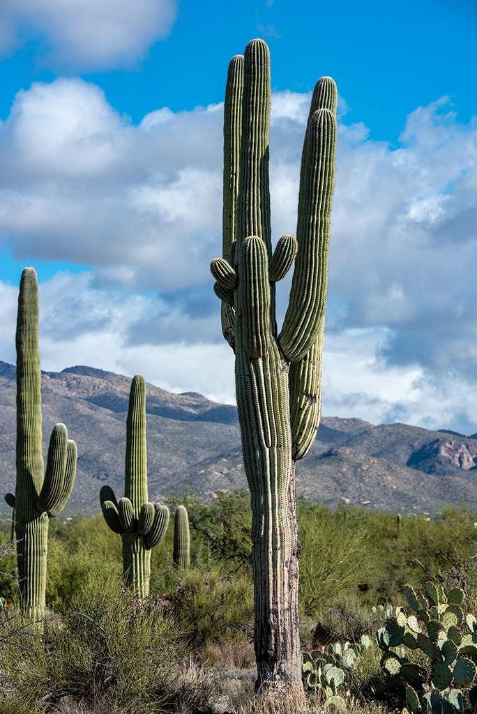 Silhouettes and shapes of tall saguaro cacti against the blue sky and with mountains in the backdrop.