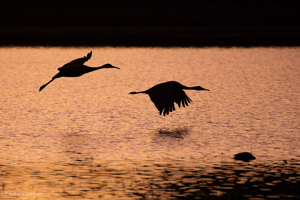 Landing Cranes druing sunset.