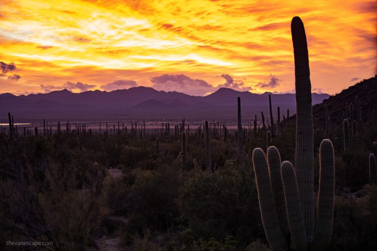 15 Best Things To Do in Saguaro National Park
