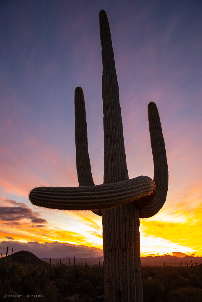 sunset over saguaro cacti.