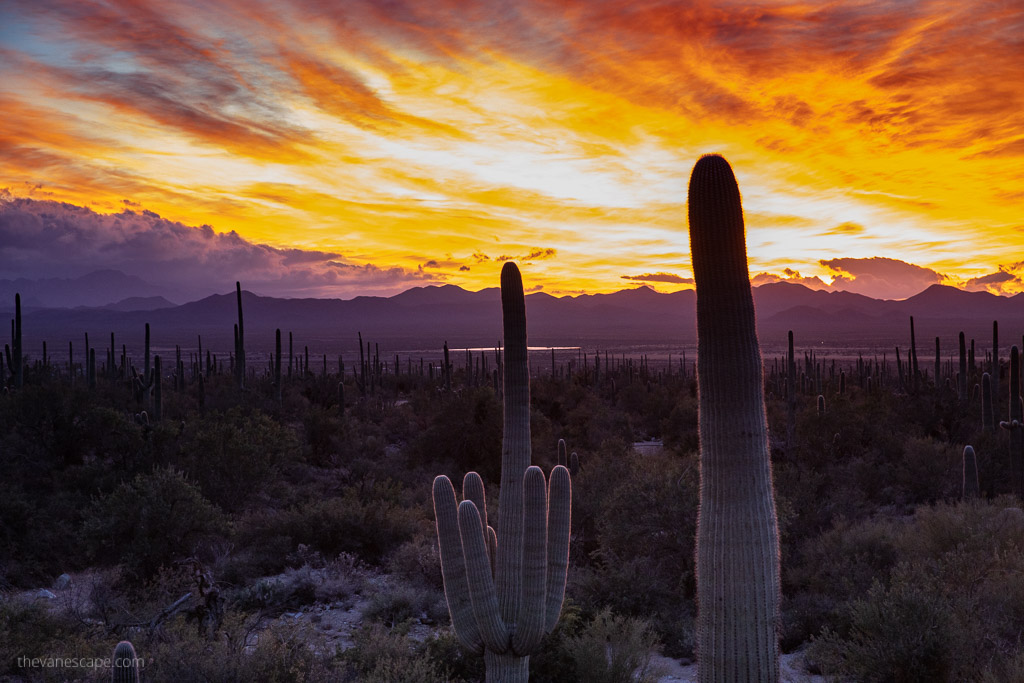 saguaro national park 