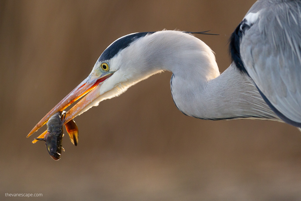 wildlife photogaphy guide: close-up of the head of a heron holding a fish in its beak.