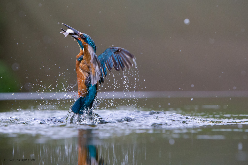 kingfisher catching fish - wildlife photography guide