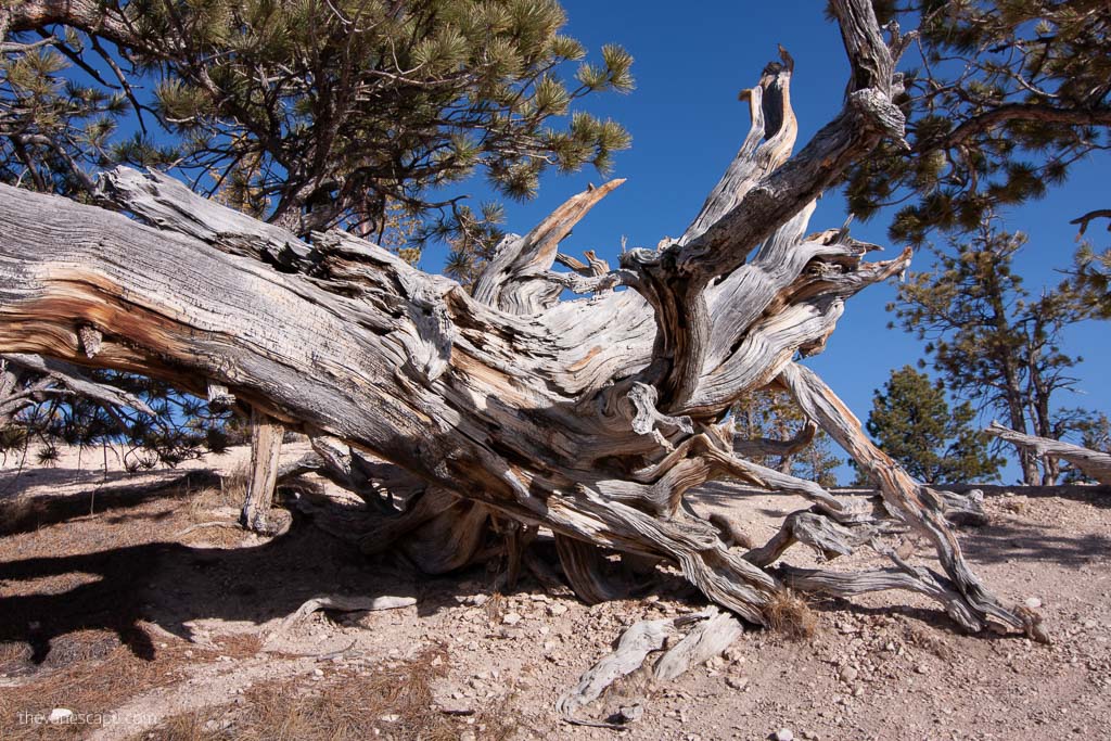 Bryce Canyon hikes