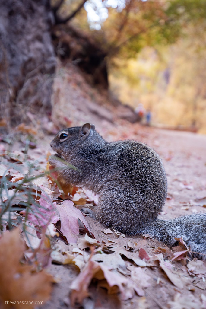 squirrel on the hiking trail in Zion.