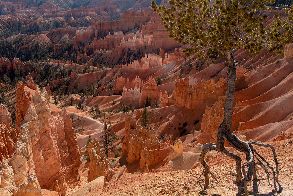 Bryce Canyon hoodoos and trees