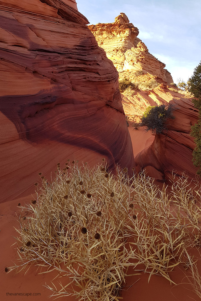 coyote buttes formations and desert plants.