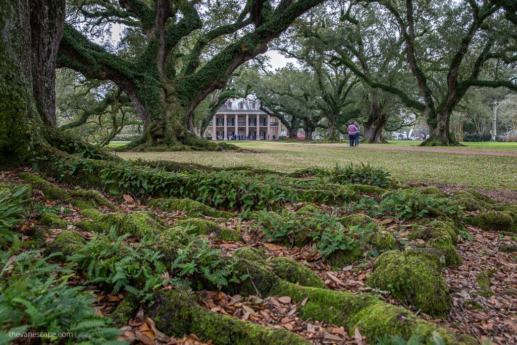 oak plantation tour.