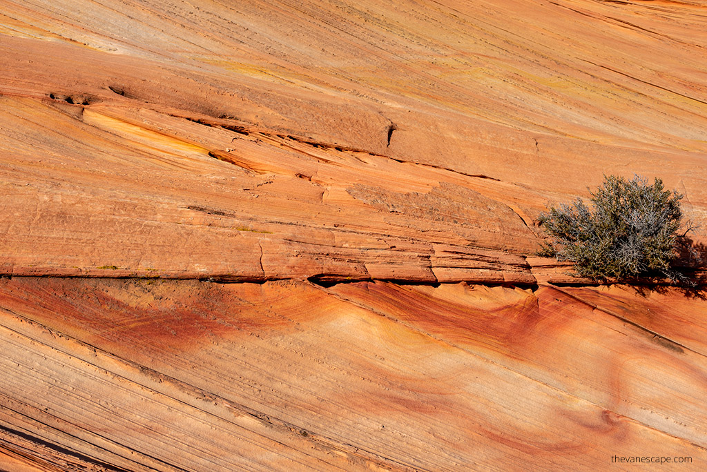 orange wall and desert flower.