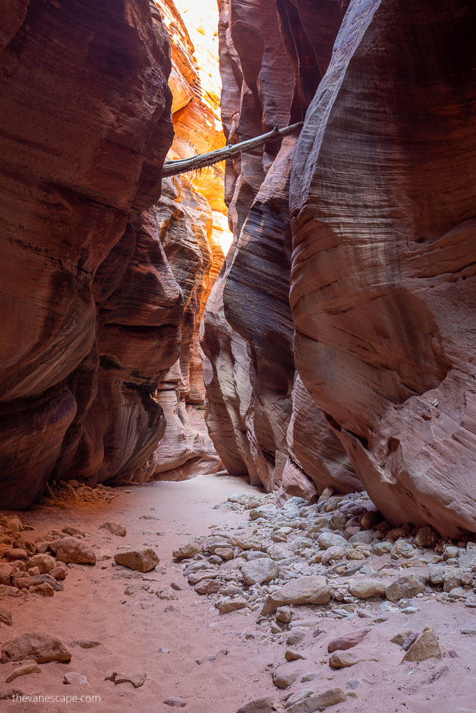 Stuck tree in Buckskin Gulch slot canyon.