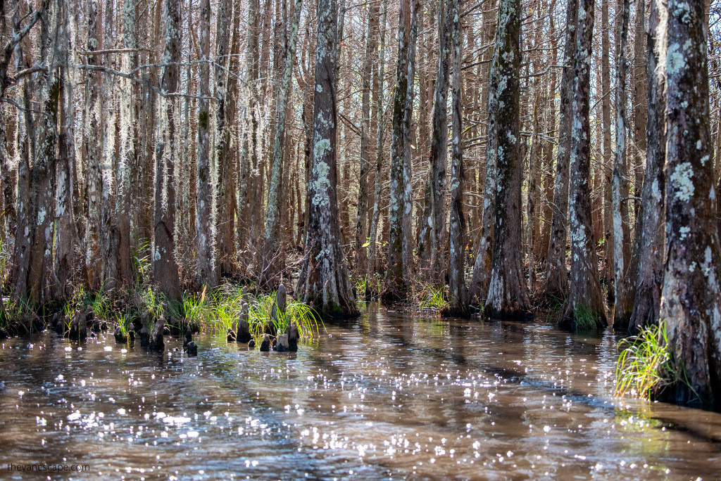 cypress and tupelo trees during swmp tour.