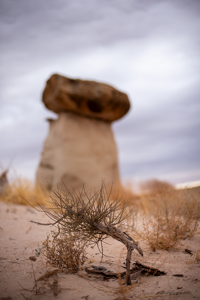 Hoodoo looks like a mushroom.