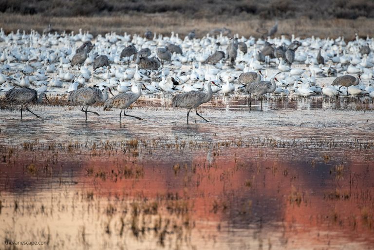 Bosque Del Apache Festival Of The Cranes in 2024