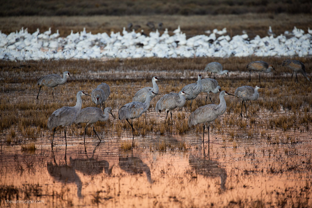 Sandhill Crane migration