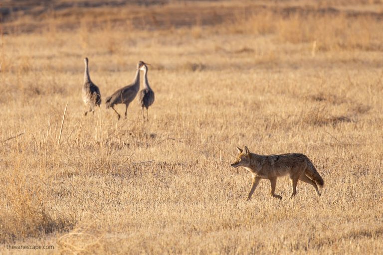 Bosque Del Apache Festival Of The Cranes in 2024