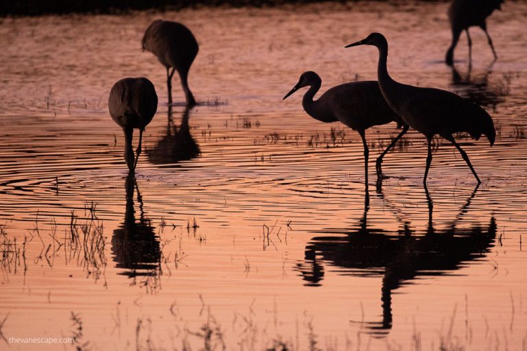 Bosque Del Apache Festival Of The Cranes in 2024