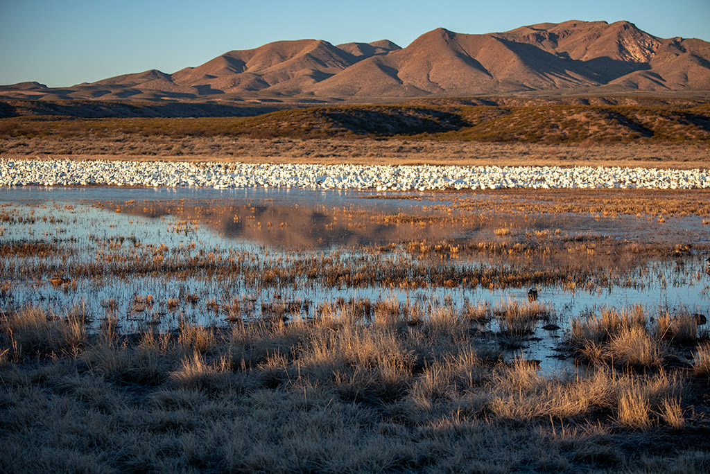 Bosque del Apache National Wildlife Refuge in New Mexico