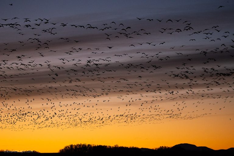 Bosque Del Apache Festival Of The Cranes in 2024